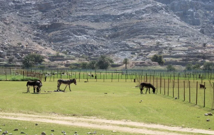 Musandam Half Day Mountain Safari (Sharing basis)