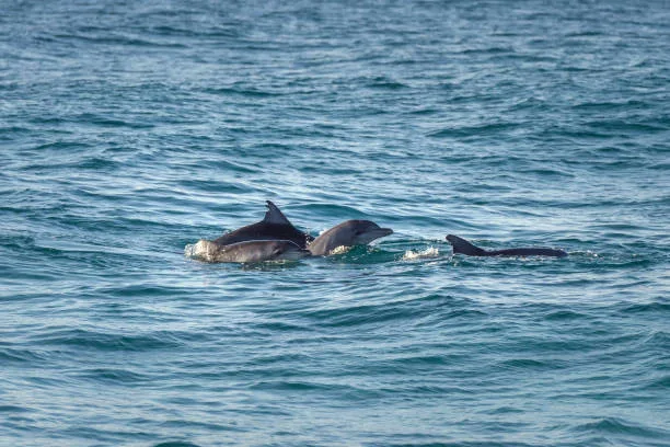 Dolphin Watching And Snorkeling Cruise (Private charter )