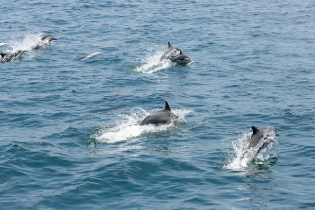 Dolphin Watching And Snorkeling Cruise (Sharing basis)