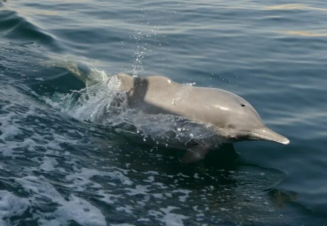 Dolphin Watching Cruise