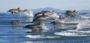Dolphin Watching Cruise