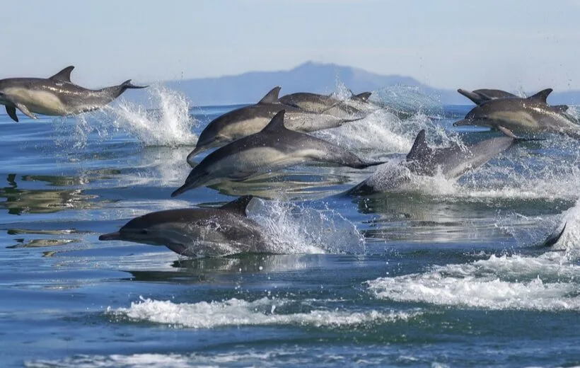 Dolphin Watching Cruise
