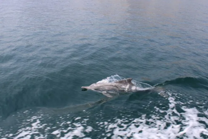 Dolphin Watching Cruise